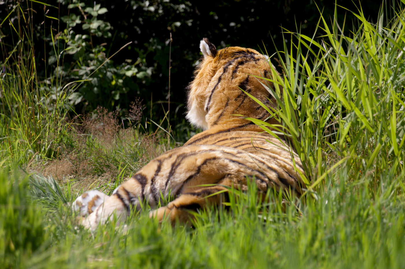Lifesize Plush Bengal Tiger