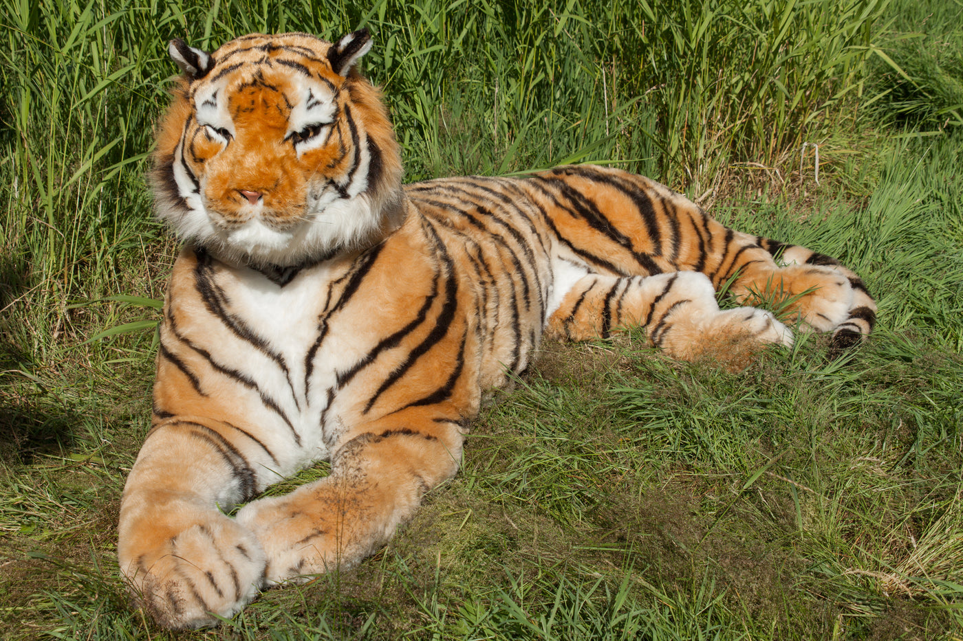 Lifesize Plush Bengal Tiger – Aurora Plasma Design
