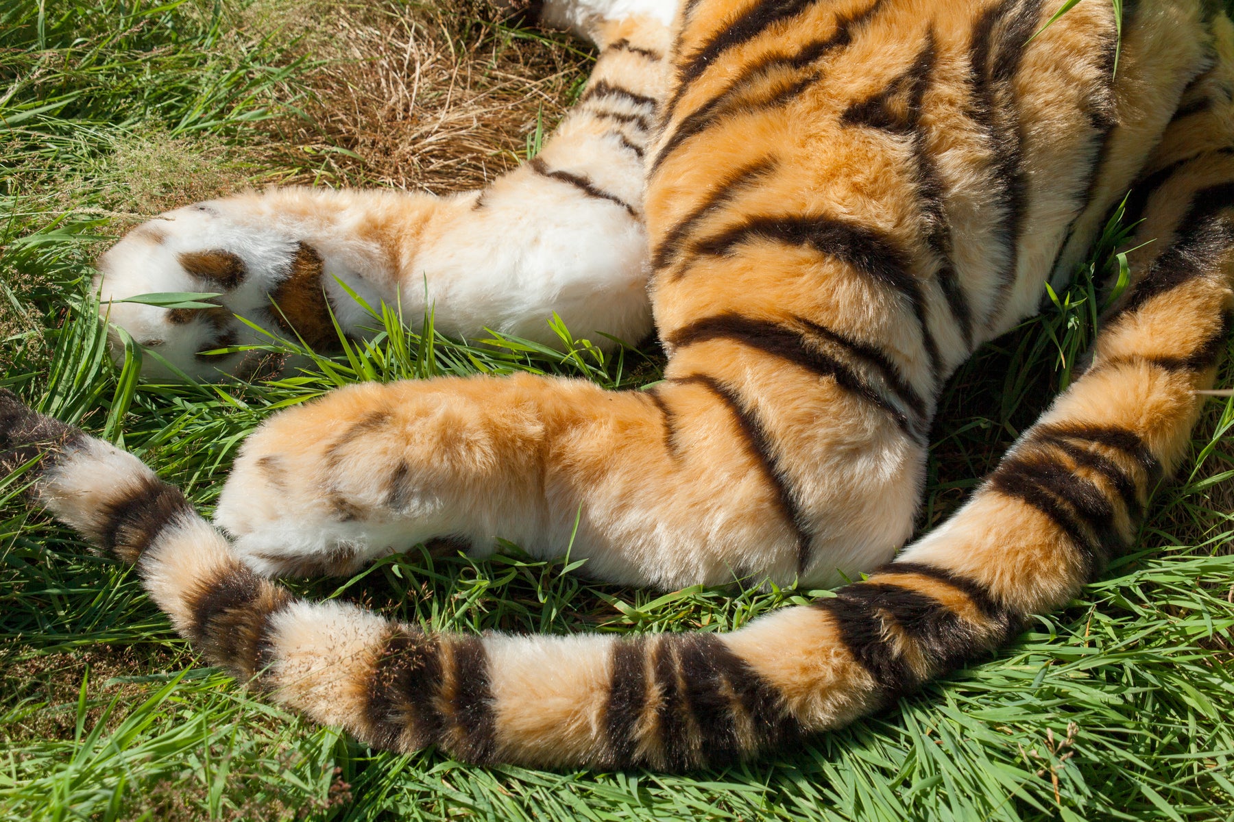 Lifesize Plush Bengal Tiger – Aurora Plasma Design